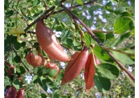 Baguenaudier - Colutea arborescens - Haie champetre  - Pepiniere Alsace - Vegetal Local Nord Est - Bio - Jardin forêt comestible - fruitier - permaculture