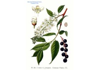 Cerisier à grappe - Prunus padus - Haie champetre  - Pepiniere Alsace - Vegetal Local Nord Est - Bio - Jardin forêt comestible - fruitier - permaculture