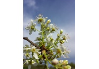 Cerisier de Sainte-Lucie - Prunus mahaleb - Haie champetre  - Pepiniere Alsace - Vegetal Local Nord Est - Bio - Jardin forêt comestible - fruitier - permaculture