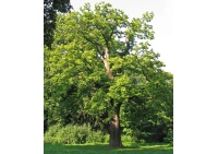 Châtaignier - Castanea sativa - Haie champetre  - Pepiniere Alsace - Vegetal Local Nord Est - Bio - Jardin forêt comestible - fruitier - permaculture