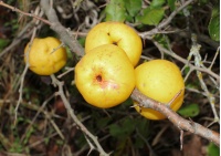 Cognassier du Japon 'Cido' - Chaenomeles japonica - Haie champetre  - Pepiniere Alsace - Vegetal Local Nord Est - Bio - Jardin forêt comestible - fruitier - permaculture