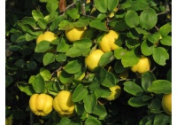 Cognassier 'Leskovac' - Cydonia oblonga - Haie champetre  - Pepiniere Alsace - Vegetal Local Nord Est - Bio - Jardin forêt comestible - fruitier - permaculture