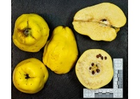 cognassier_vranja_-_cydonia_oblonga_-_pepiniere_alsace_vegetal_local_bio_-_fruit_2055085722