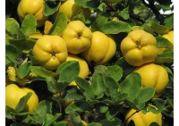 Cognassier 'Wolgogradskaja Miagkoplodnaja' - Cydonia oblonga - Haie champetre  - Pepiniere Alsace - Vegetal Local Nord Est - Bio - Jardin forêt comestible - fruitier - permaculture
