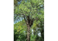 Cormier - Sorbus domestica - Haie champetre  - Pepiniere Alsace - Vegetal Local Nord Est - Bio - Jardin forêt comestible - fruitier - permaculture