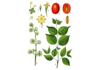 Cornouiller mâle - Cornus mas - Haie champetre  - Pepiniere Alsace - Vegetal Local Nord Est - Bio - Jardin forêt comestible - fruitier - permaculture
