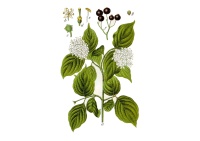 Cornouiller sanguin - Cornus sanguinea - Haie champetre  - Pepiniere Alsace - Vegetal Local Nord Est - Bio - Jardin forêt comestible - fruitier - permaculture
