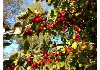 Cornouiller mâle à gros fruits 'Schönbrunner Gourmet Dirndl' - Cornus mas 'Schönbrunner Gourmet Dirndl' - Haie champetre  - Pepiniere Alsace - Vegetal Local Nord Est - Bio - Jardin forêt comestible - fruitier - permaculture