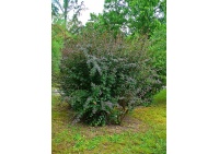 Épine-vinette - Berberis vulgaris - Haie champetre  - Pepiniere Alsace - Vegetal Local Nord Est - Bio - Jardin forêt comestible - fruitier - permaculture