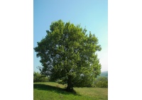 Érable champêtre - Acer campestre - Haie champetre  - Pepiniere Alsace - Vegetal Local Nord Est - Bio - Jardin forêt comestible - fruitier - permaculture