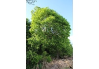 Érable plane - Acer platanoides  - Haie champetre  - Pepiniere Alsace - Vegetal Local Nord Est - Bio - Jardin forêt comestible - fruitier - permaculture