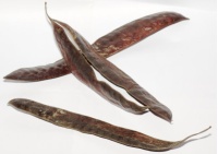 Févier d’Amérique - Gleditsia triacanthos - Haie champetre  - Pepiniere Alsace - Vegetal Local Nord Est - Bio - Jardin forêt comestible - fruitier - permaculture