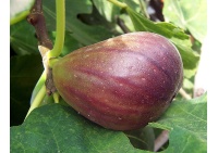 Figuier 'Italia' violette - Ficus carica - Haie champetre  - Pepiniere Alsace - Vegetal Local Nord Est - Bio - Jardin forêt comestible - fruitier - permaculture