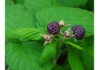 Framboisier 'Glen Coe' - Rubus idaeus - Haie champetre  - Pepiniere Alsace - Vegetal Local Nord Est - Bio - Jardin forêt comestible - fruitier - permaculture