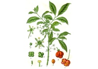 Fusain d’Europe - Euonymus europeaus - Haie champetre  - Pepiniere Alsace - Vegetal Local Nord Est - Bio - Jardin forêt comestible - fruitier - permaculture