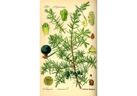 Genévrier commun - Juniperus communis - Haie champetre  - Pepiniere Alsace - Vegetal Local Nord Est - Bio - Jardin forêt comestible - fruitier - permaculture