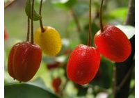 Goumi du Japon - Elaeagnus multiflora - Haie champetre  - Pepiniere Alsace - Vegetal Local Nord Est - Bio - Jardin forêt comestible - fruitier - permaculture