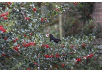 Houx commun - Ilex aquifolium - Haie champetre  - Pepiniere Alsace - Vegetal Local Nord Est - Bio - Jardin forêt comestible - fruitier - permaculture