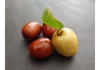 Jujubier commun - Ziziphus jujuba  - Haie champetre  - Pepiniere Alsace - Vegetal Local Nord Est - Bio - Jardin forêt comestible - fruitier - permaculture