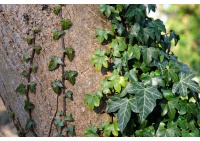 Lierre grimpant - Hedera helix - Haie champetre  - Pepiniere Alsace - Vegetal Local Nord Est - Bio - Jardin forêt comestible - fruitier - permaculture