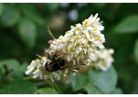 Maackie de l’Amour - Maackia amurensis - Haie champetre  - Pepiniere Alsace - Vegetal Local Nord Est - Bio - Jardin forêt comestible - fruitier - permaculture