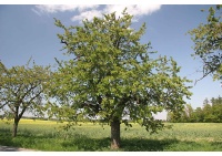 Merisier - Prunus avium - Haie champetre  - Pepiniere Alsace - Vegetal Local Nord Est - Bio - Jardin forêt comestible - fruitier - permaculture