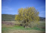 Micocoulier de Provence  - Celtis australis - Haie champetre  - Pepiniere Alsace - Vegetal Local Nord Est - Bio - Jardin forêt comestible - fruitier - permaculture