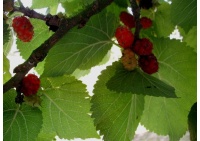 Mûrier rouge 'Illinois Everbearing' - Morus rubra - Haie champetre  - Pepiniere Alsace - Vegetal Local Nord Est - Bio - Jardin forêt comestible - fruitier - permaculture