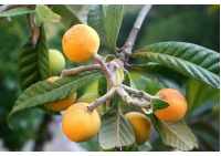 Néflier du Japon - Eriobotrya japonica - Haie champetre  - Pepiniere Alsace - Vegetal Local Nord Est - Bio - Jardin forêt comestible - fruitier - permaculture