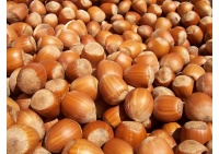 Noisetier - Corylus avellana - Haie champetre  - Pepiniere Alsace - Vegetal Local Nord Est - Bio - Jardin forêt comestible - fruitier - permaculture