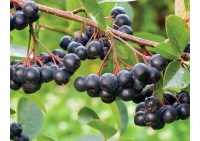 aronie_a_feuille_de_prunier_Nero_aronia_prunifolia_Nero_Haie champetre  - Pepiniere Alsace - Vegetal Local Nord Est- Bio - Jardin forêt comestible - fruitier - permaculture