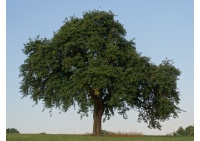 Poirier sauvage - Pyrus communis subsp. Pyraster  - Haie champetre  - Pepiniere Alsace - Vegetal Local Nord Est - Bio - Jardin forêt comestible - fruitier - permaculture