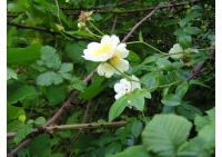 Rosier des champs - Rosa arvensis - Haie champetre  - Pepiniere Alsace - Vegetal Local Nord Est - Bio - Jardin forêt comestible - fruitier - permaculture