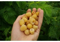 Framboisier 'Fall gold' - Rubus idaeus  - Haie champetre  - Pepiniere Alsace - Vegetal Local Nord Est - Bio - Jardin forêt comestible - fruitier - permaculture