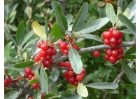 Shépherdie argentée - Shepherdia argentea - Haie champetre  - Pepiniere Alsace - Vegetal Local Nord Est - Bio - Jardin forêt comestible - fruitier - permaculture