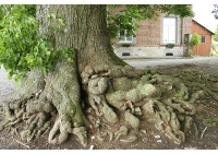 Tilleul à grandes feuilles - Tilia platyphyllos - Haie champetre  - Pepiniere Alsace - Vegetal Local Nord Est - Bio - Jardin forêt comestible - fruitier - permaculture