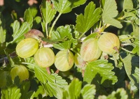 Groseillier à maquereau 'Hinnonmaki vert' - Ribes uva-crispa  - Haie champetre  - Pepiniere Alsace - Vegetal Local Nord Est - Bio - Jardin forêt comestible - fruitier - permaculture