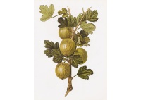 Groseillier à maquereau 'Hinnonmaki vert' - Ribes uva-crispa  - Haie champetre  - Pepiniere Alsace - Vegetal Local Nord Est - Bio - Jardin forêt comestible - fruitier - permaculture