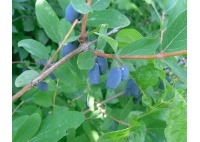 Chèvrefeuille comestible – Baie de mai ‘Kalinka’ - Lonicera kamtchatika - Haie champetre  - Pepiniere Alsace - Vegetal Local Nord Est - Bio - Jardin forêt comestible - fruitier - permaculture
