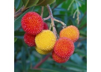Arbousier_Arbre_aux_fraises_Atlantica_Arbutus_Unedo_Haie champetre  - Pepiniere Alsace - Vegetal Local Nord Est- Bio - Jardin forêt comestible - fruitier - permaculture