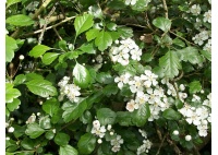 Aubépine à deux styles - Crataegus laevigata  - Haie champetre  - Pepiniere Alsace - Vegetal Local Nord Est - Bio - Jardin forêt comestible - fruitier - permaculture