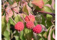 Cornouiller de Chine - Cornus kousa chinensis - Haie champetre  - Pepiniere Alsace - Vegetal Local Nord Est - Bio - Jardin forêt comestible - fruitier - permaculture