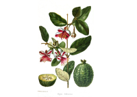 Goyavier du Brésil 'Apollo' - Feijoa sellowiana - Haie champetre  - Pepiniere Alsace - Vegetal Local Nord Est - Bio - Jardin forêt comestible - fruitier - permaculture