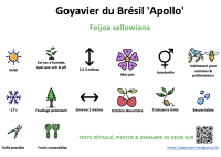 goyavier_du_bresil_apollo _ résumé