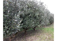 Goyavier du Brésil 'Apollo' - Feijoa sellowiana - Haie champetre  - Pepiniere Alsace - Vegetal Local Nord Est - Bio - Jardin forêt comestible - fruitier - permaculture