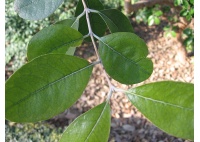 Goyavier du Brésil 'Apollo' - Feijoa sellowiana - Haie champetre  - Pepiniere Alsace - Vegetal Local Nord Est - Bio - Jardin forêt comestible - fruitier - permaculture