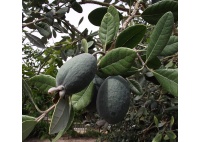 Goyavier du Brésil 'Apollo' - Feijoa sellowiana - Haie champetre  - Pepiniere Alsace - Vegetal Local Nord Est - Bio - Jardin forêt comestible - fruitier - permaculture