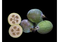 Goyavier du Brésil (variété commune) - Feijoa sellowiana  - Haie champetre  - Pepiniere Alsace - Vegetal Local Nord Est - Bio - Jardin forêt comestible - fruitier - permaculture