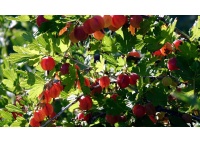 Groseillier à maquereau 'Hinnonmaki rouge' - Ribes uva-crispa  - Haie champetre  - Pepiniere Alsace - Vegetal Local Nord Est - Bio - Jardin forêt comestible - fruitier - permaculture