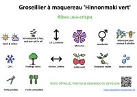groseillier_a_maquereau_hinnonmaki_vert _ résumé
